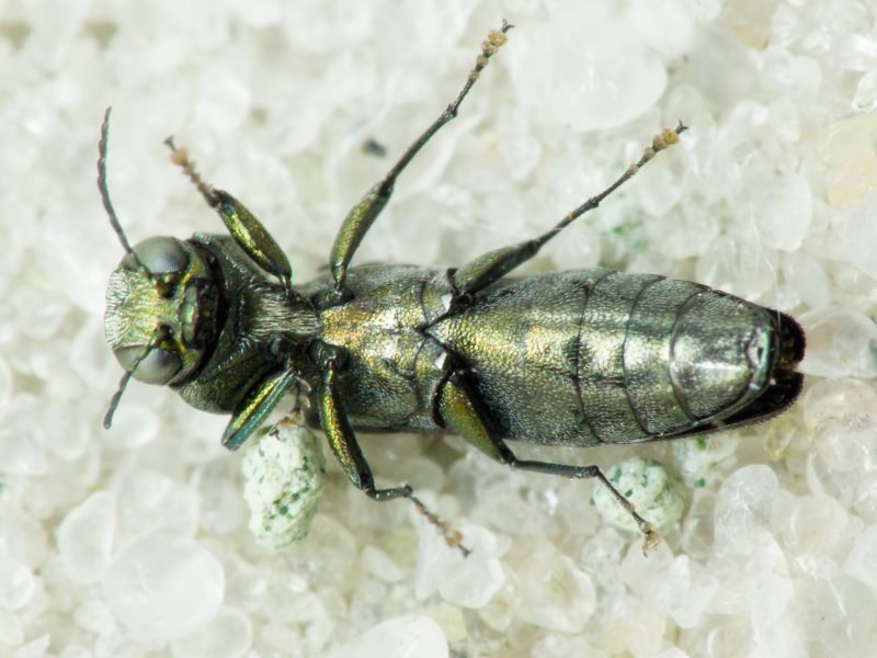 Buprestidae Leach, 1815